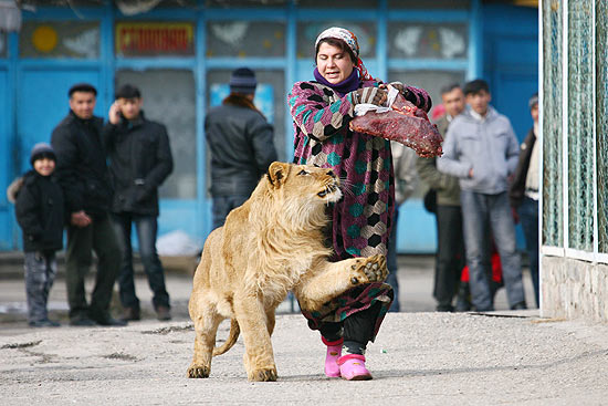Vadik sai da jaula e passeia com funcionria do zoo de Dushanbe