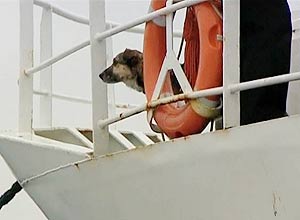 Baltic foi resgatado de cima de um pedaço de gelo; diversas pessoas tentaram adotá-lo, mas ele preferiu ficar no navio