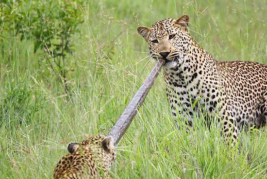 Fotgrafo americano registrou dois leopardos disputando uma cobra