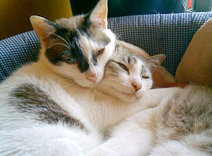 As gatas Hope, 7, e She-ra, 3, sem raa definida, foram adotadas por Danielle Lautenschlaeger, de So Paulo