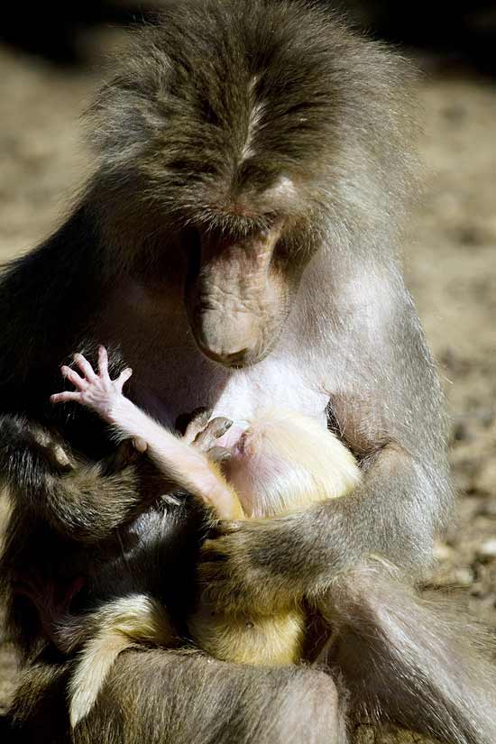 Filhote raro de babuíno sagrado, de apenas dez dias, mama na mãe Scud