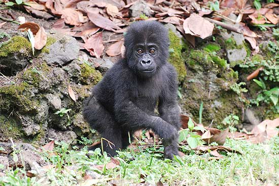 Kyasa, de apenas 7 meses, foi capturado por caçadores no Congo