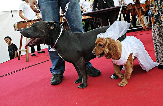 A cocker inglesa Blondie ( direita) se casa com o bull terrier de Staffordshire Katar 