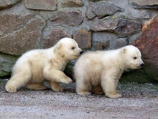Os filhotes de urso-polar deixaram sua jaula pela primeira vez na segunda-feira (21)