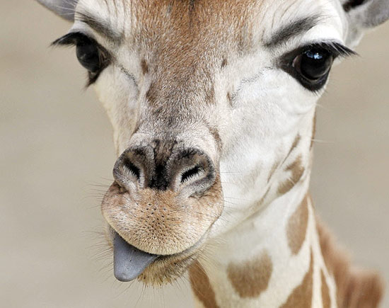 Girafinha mostra a língua para a câmera em zoo alemão
