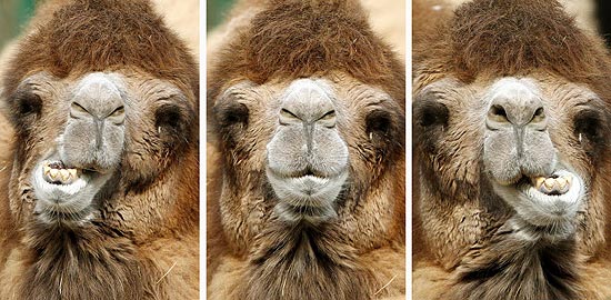 Montagem de fotos mostra camelo desfrutando de sua refeio em zoolgico alemo