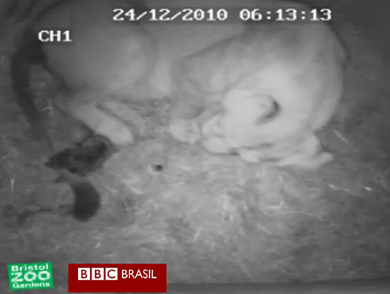 O circuito fechado de vdeo do jardim zoolgico de Bristol capturou o momento em que uma leoa pariu um de seus dois filhotes