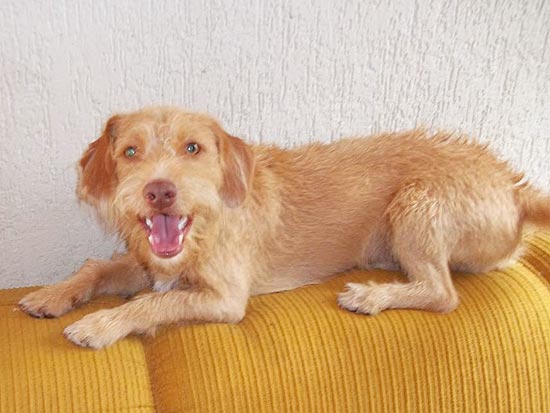 Cachorro Pinpoo, que desapareceu no aeroporto de Porto Alegre quando era transportado pela Gollog