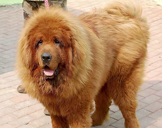 Hong Dong tornou-se o cão mais caro do mundo ao ser comprado por 1 milhão de euros
