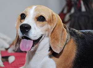 A beagle Oona tem temperamento forte e nome inusitado