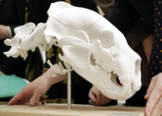 Modelo crânio de Knut é mostrado em Berlim nesta sexta
