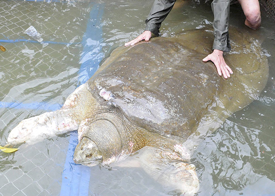 ORG XMIT: HAN27 A member of the rescue team poses next to a giant freshwater turtle after it was successfully captured in Hanoi's Hoan Kiem lake April 3, 2011. The turtle's health is in serious condition and requires treatment, according to local media and veterinarian experts. The state established a team of animal experts, veterinarians and conservation workers to capture the rare turtle and administer treatment. REUTERS/Hoang Long/Dai Doan Ket Newspaper (VIETNAM - Tags: ANIMALS SOCIETY)