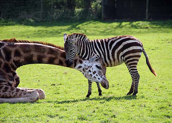 Girafa do zoológico Arca de Noé, na Inglaterra, faz amizade com zebra recém-chegada