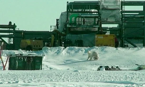 Dois ursos polares despertaram do sono de hibernao em um canteiro de obras no Alasca 