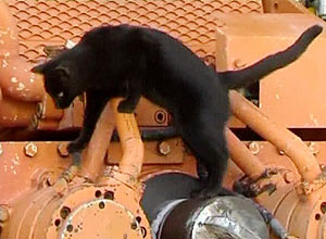 O gato foi encontrado aps viagem de navio de 18 dias