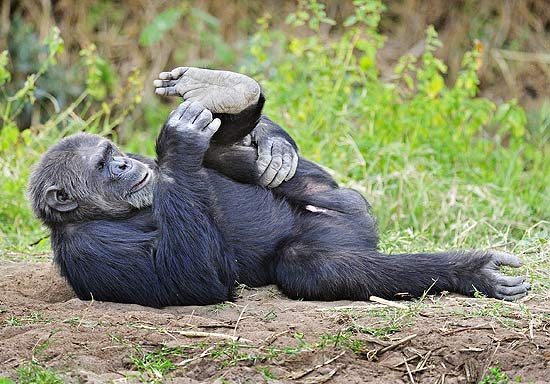 Fotógrafo fez imagens de uma chimpanzé fazendo movimentos que lembram alongamentos; veja fotos