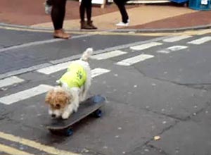 Dono de cachorro skatista é multado por ignorar coleira na cidade inglesa de Brighton