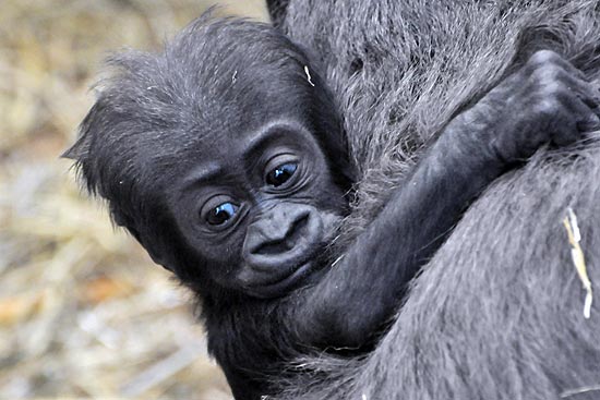 O gorila Tiny e sua mãe, Mjukuu