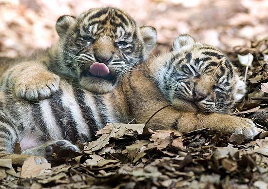 Os filhotes da tigresa Malea tiram cochilo no zoo alemo
