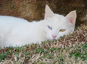 A gata Lolita, 4, tem um olho de cada cor