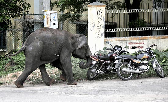 Elefantes selvagens invadiram a cidade de Mysore, na Índia, e causaram pânico