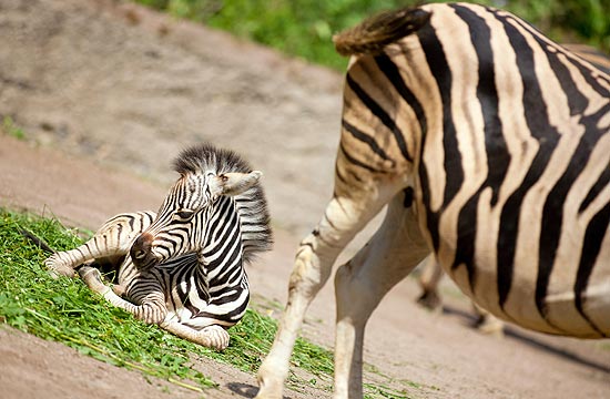 Filhote de zebra de uma semana descansa em seu cercado
