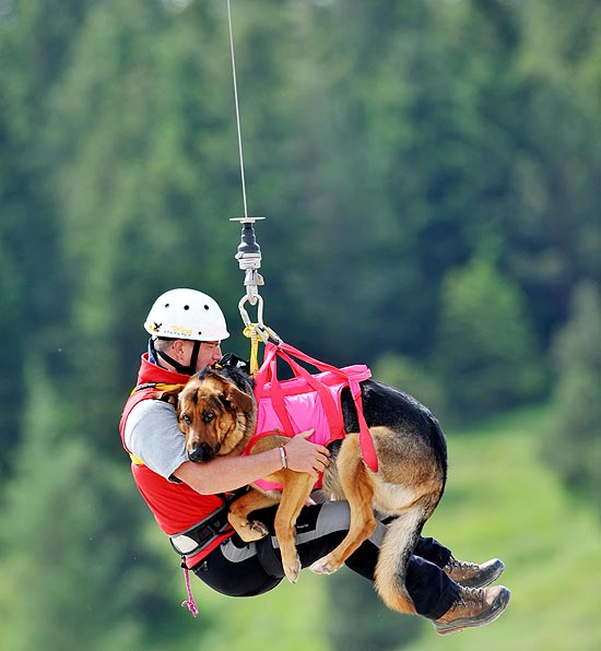 Com o helicóptero no ar, cães aprendem a descer de rapel até o solo; veja galeria de fotos