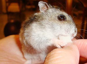 A hamster Remy adora comer queijo e brcolis
