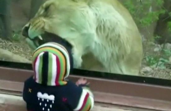 Menino de um ano observa leoa de 180 quilos que tentou abocanhá-lo em zoológico dos Estados Unidos