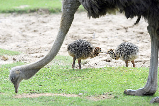 Irmãos avestruzes passeiam perto da mãe em zoológico