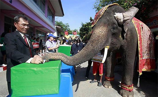 Elefante deposita voto em provncia tailandesa para promover eleies gerais no pas; veja galeria de fotos