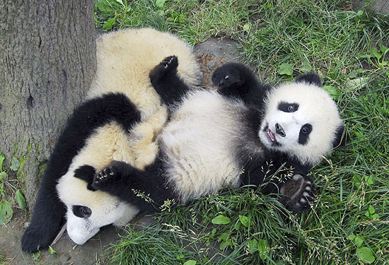 Filhotes de pandas gigantes brincam na grama; a China  um dos maiores reprodutores dos animais no mundo
