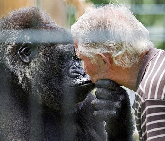 O dono do zoológico francês Saint-Martin-la-Plaine, Pierre Thivillon, e a gorila Digit se beijam de leve