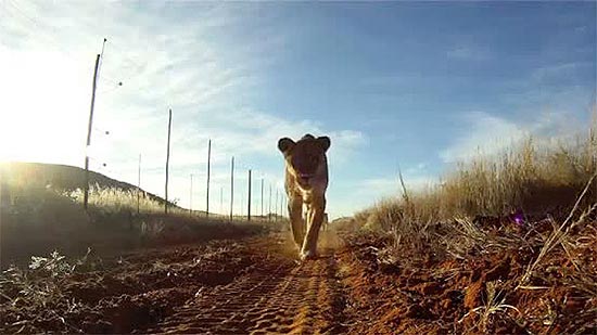 Leoa rouba câmera e registra caminhada por savana sul-africana; veja galeria de imagens