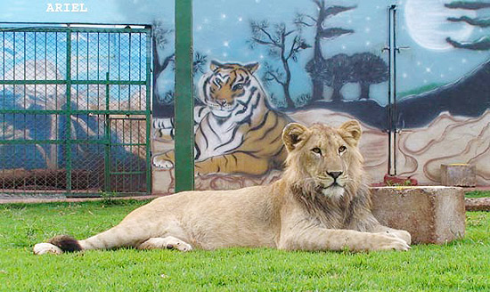 O leão Ariel, que nasceu em cativeiro na cidade de Maringá em 2008; veja galeria de fotos atuais