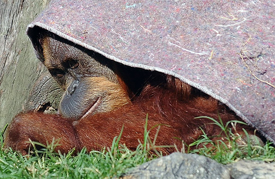 No Rio, orangotango ganhou cobertor e sopa quente dos veterinários de zoológico para se aquecer 