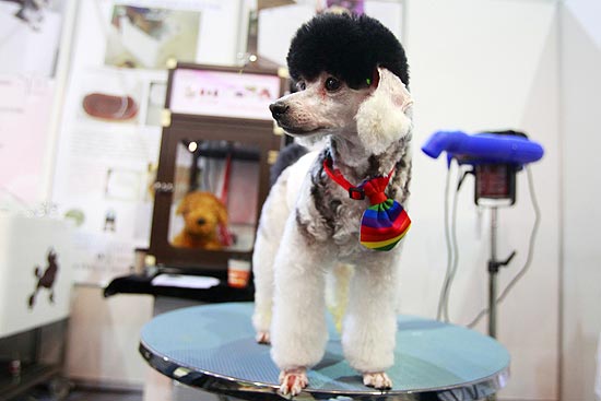 De topete e gravata, poodle atrai curiosos na feira de produtos para pets em Taiwam; veja mais imagens