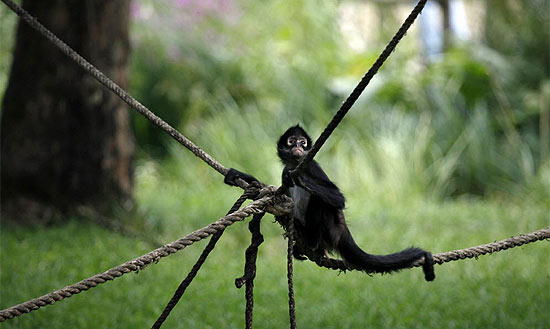 Despedida - Zoo Rio de Janeiro, Macaco-aranha-preto (Ateles…