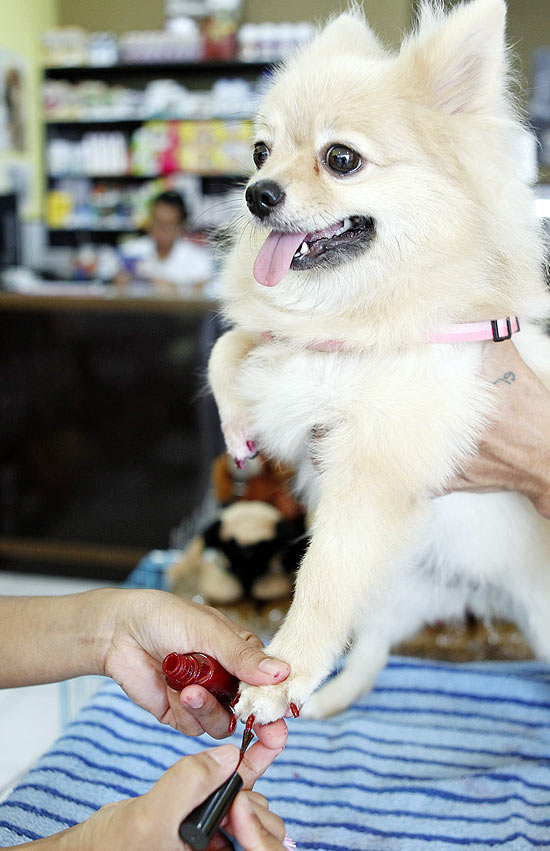 Co recebe esmalte na unha durante sesso de pedicure em spa canino nas Filipinas; veja galeria de fotos