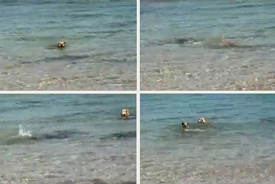 Cachorro nadava no mar antes de mergulhar e aparentemente morder um tubaro que tambm estava no local