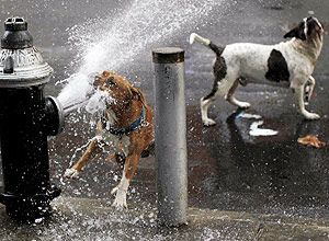 <b>Ces</b> se refrescam <br>em hidrante durante onda de calor em Nova York, nos EUA