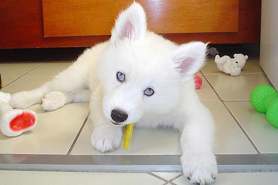 Apesar de grande, a husky canadense Meg, 7, é um doce e muito estabanada. Quando sente fome, ela deita, abraça o pote e chama para avisar.