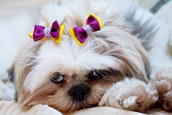 A pequena shih-tzu Chérie aprendeu a fazer cambalhotas para ganhar ossinho