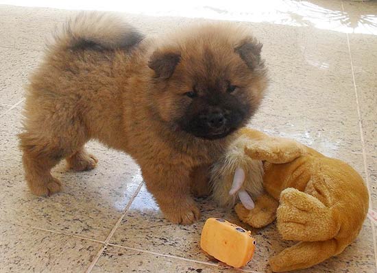 Walmor Chagas, ou Walmorzinho, o fofíssimo chow chow de um ano e meio