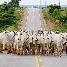 Gado em rodovia no Pará; 51% do gás-estufa mundial é da pecuária, diz estudo