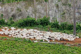 Campanha de combate  peste bovina deve ser encerrada pela FAO em breve; erradicao ser anunciada em 2011