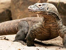 Drago-de-komodo, a maior espcie de lagarto de todo mundo, surpreende bilogos