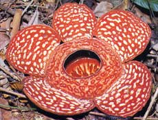 Rafflesia, flor nativa da floresta tropical