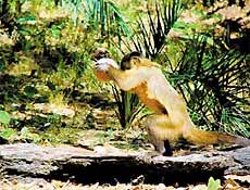 Macaco-prego (<i>Cebus libidinosus</i>) se prepara para golpear coquinho com pedra em Gilbus