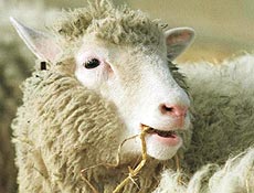 Ovelha Dolly, nascida em 1996 na Esccia